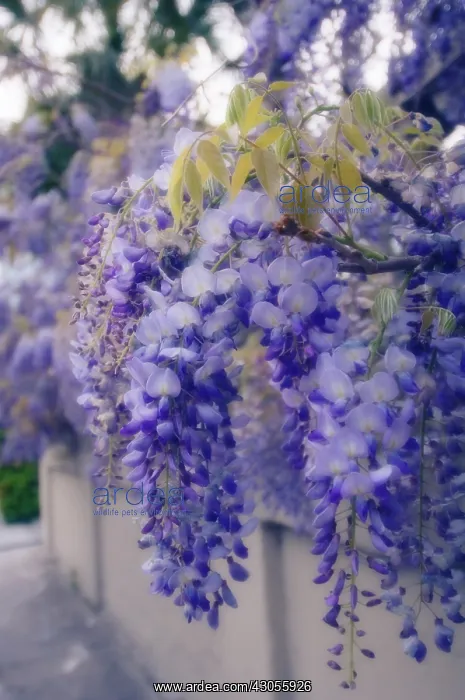 : Wisteria, Wisteria sinensis : Wisteria, Wisteria sinensis
