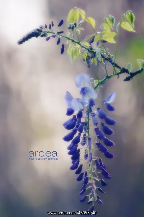 : Wisteria, Wisteria sinensis : Wisteria, Wisteria sinensis