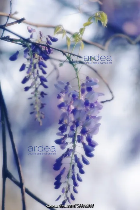: Wisteria, Wisteria sinensis : Wisteria, Wisteria sinensis