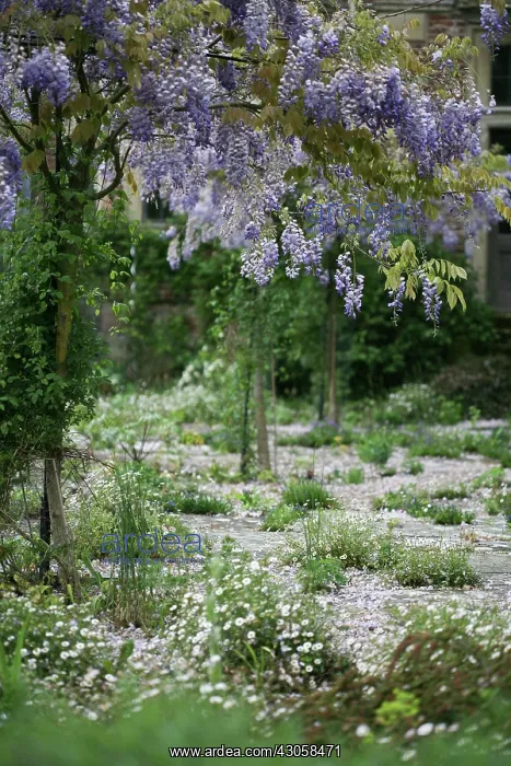 : Wisteria, Wisteria sinensis : Wisteria, Wisteria sinensis