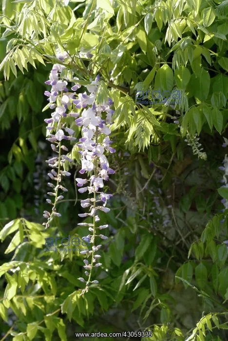 : Wisteria : Wisteria