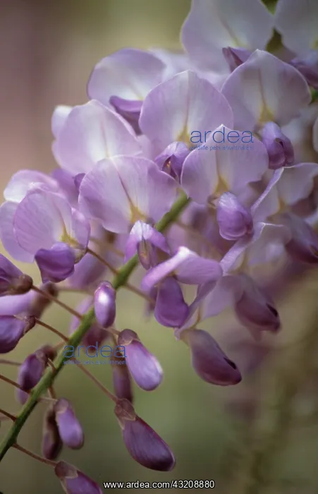 : Wisteria. Wisteria : Wisteria. Wisteria