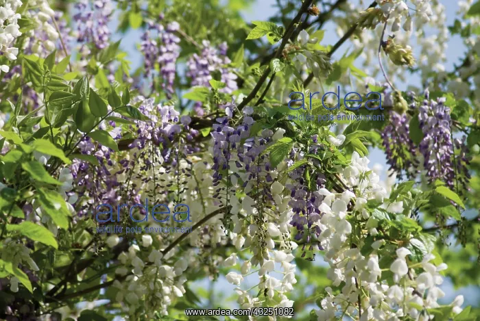 : Wisteria, Silky wisteria, Wisteria venusta : Wisteria, Silky wisteria, Wisteria venusta
