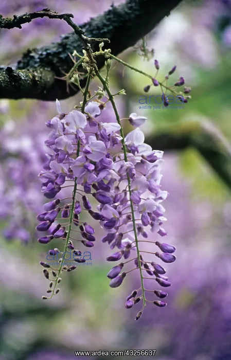 : Wisteria : Wisteria