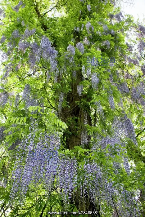  : Wisteria Plant - with flowers