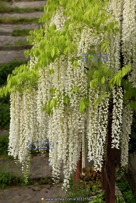  : Wisteria sinensis Alba tree central Italy