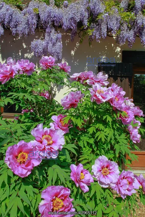  : Wisteria and Tree Peony