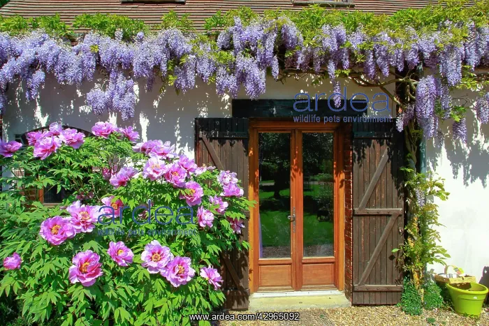  : Wisteria and Tree Peony - decorating house