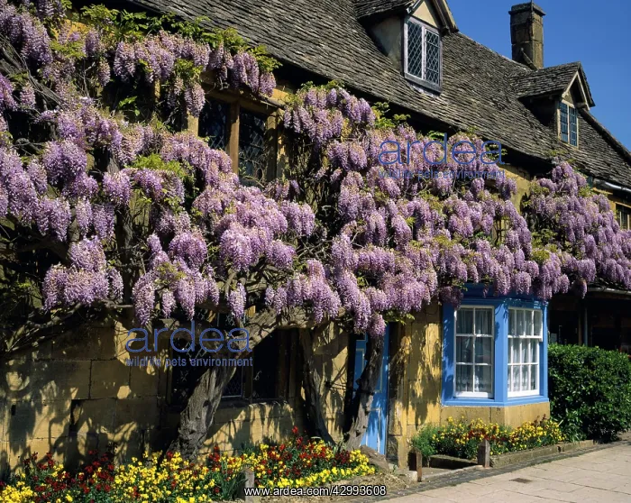 : Wisteria - on the wall outside an English Country Cottage : Wisteria - on the wall outside an English Country Cottage