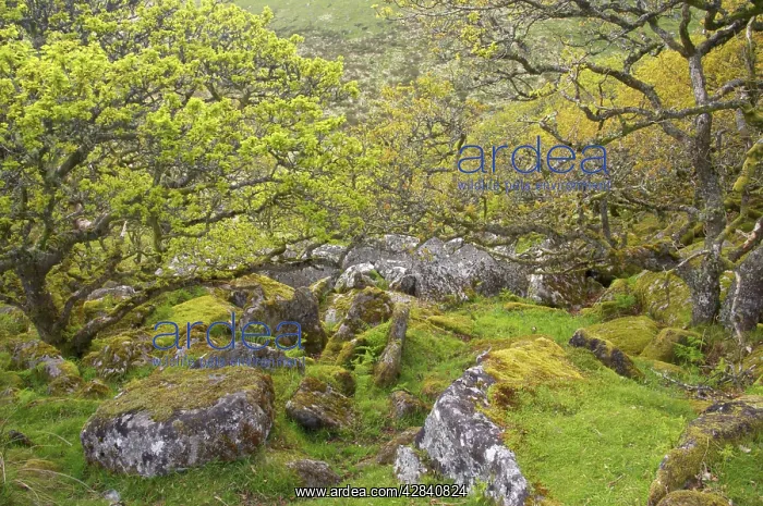 : WistmanIs Wood showing old Oaks and moss covered : WistmanIs Wood showing old Oaks and moss covered