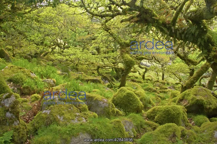 : WistmanIs Wood showing old Oaks and moss covered : WistmanIs Wood showing old Oaks and moss covered