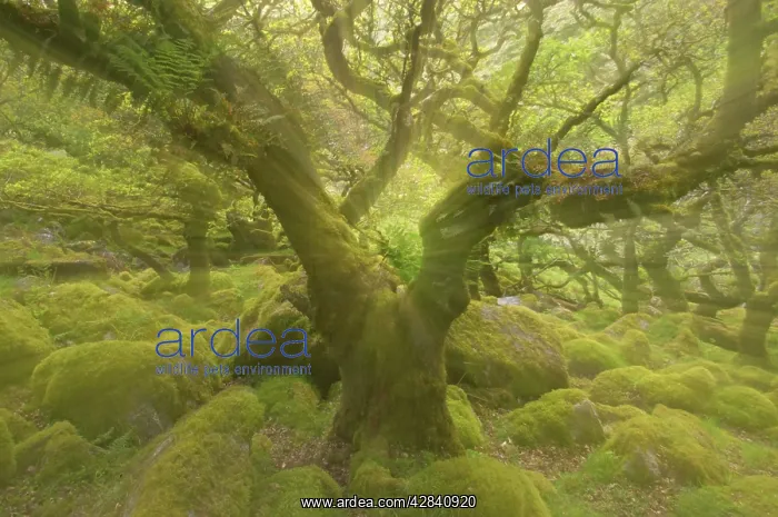 : WistmanIs Wood showing old Oaks and moss covered : WistmanIs Wood showing old Oaks and moss covered