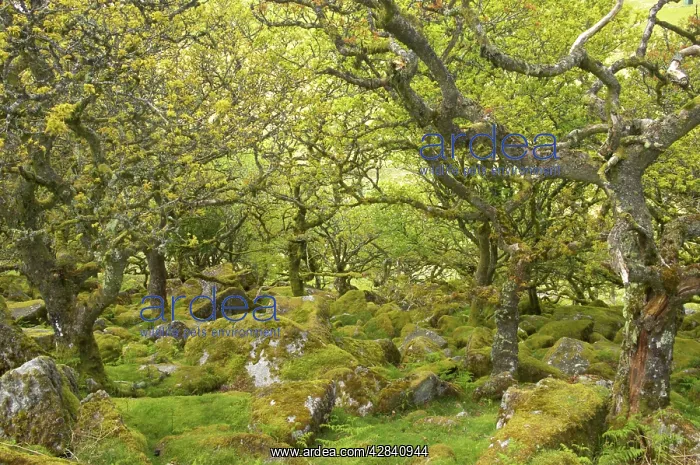 : WistmanIs Wood showing old Oaks and moss covered : WistmanIs Wood showing old Oaks and moss covered
