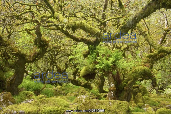 : WistmanIs Wood showing old Oaks and moss covered : WistmanIs Wood showing old Oaks and moss covered