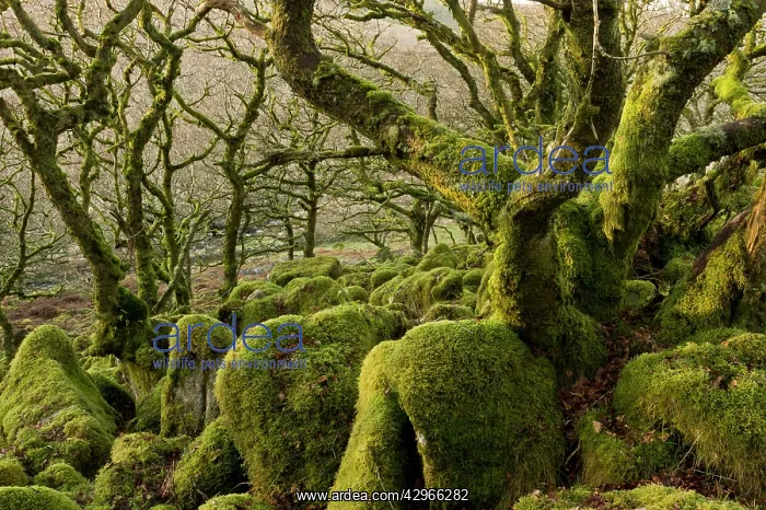 : Wistman's Wood NNR - high altitude Common Oak woodland : Wistman's Wood NNR - high altitude Common Oak woodland