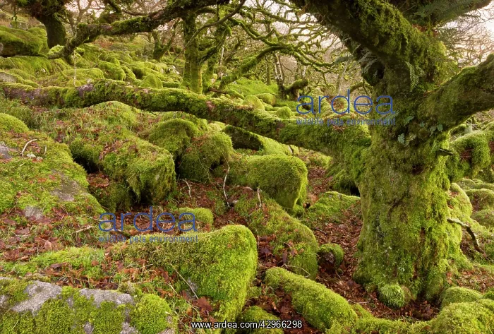 : Wistman's Wood NNR - high altitude Common Oak woodland : Wistman's Wood NNR - high altitude Common Oak woodland