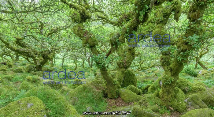 : Wistmans Wood old oak forest, Dartmoor NP, Princetown : Wistmans Wood old oak forest, Dartmoor NP, Princetown