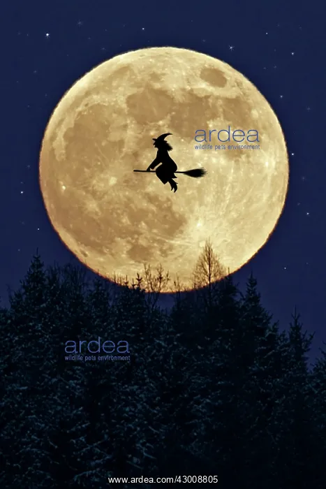 : Witch flying on broomstick past a full moon : Witch flying on broomstick past a full moon