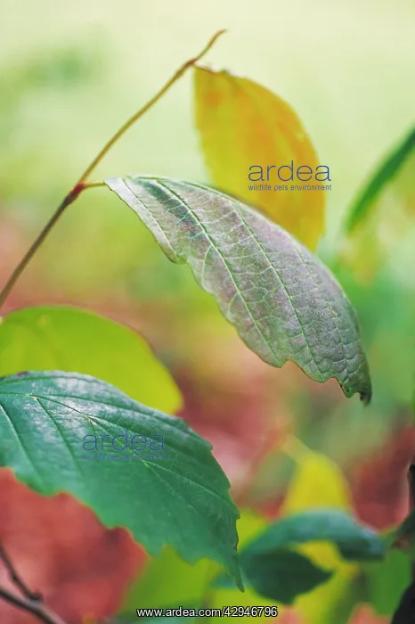 : Witch Hazel : Witch Hazel