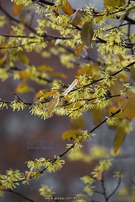 : Witch Hazel : Witch Hazel
