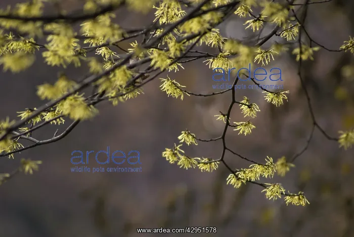 : Witch Hazel : Witch Hazel