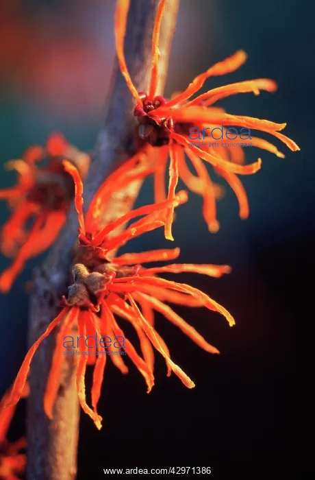 : Witch Hazel : Witch Hazel