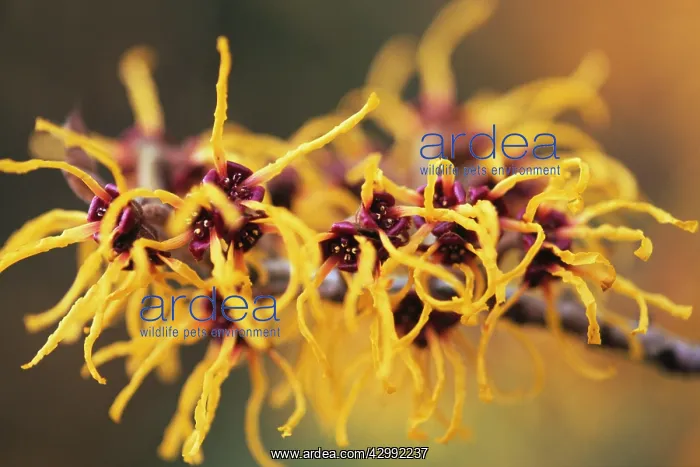 : Witch Hazel : Witch Hazel