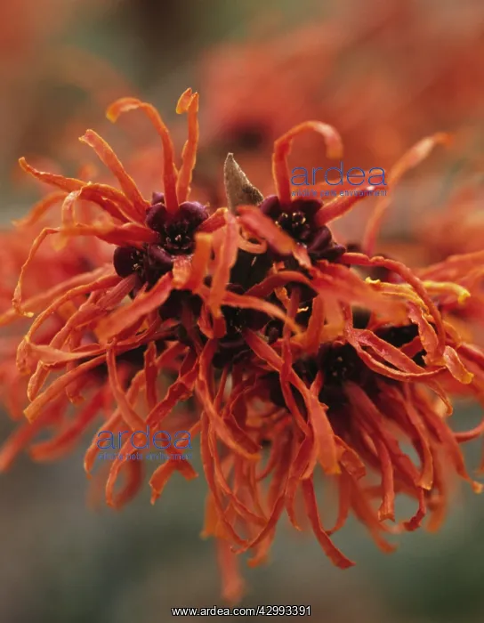 : Witch Hazel : Witch Hazel