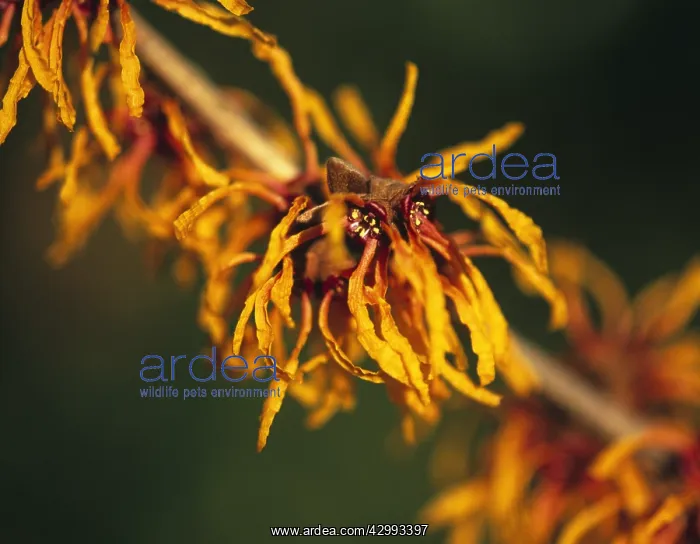 : Witch Hazel : Witch Hazel