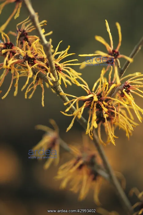 : Witch Hazel : Witch Hazel