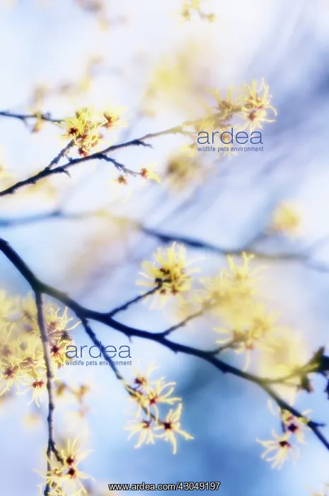 : Witch Hazel : Witch Hazel
