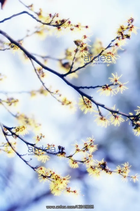 : Witch Hazel : Witch Hazel