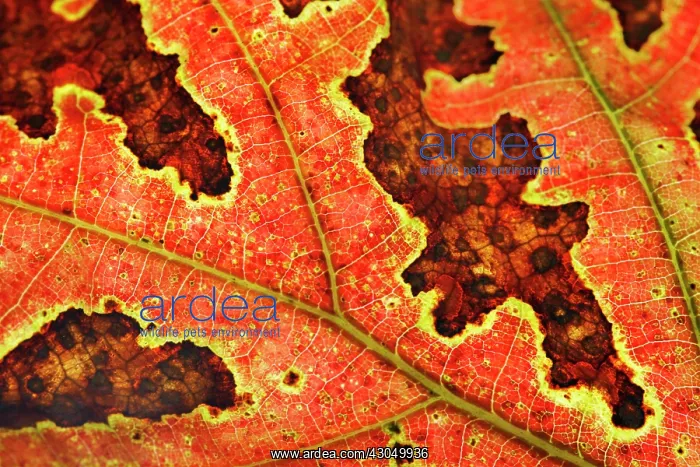 : Witch Hazel : Witch Hazel