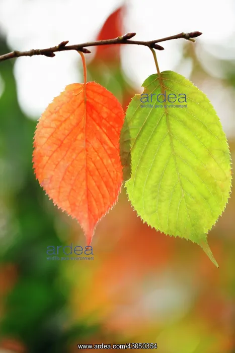 : Witch Hazel : Witch Hazel