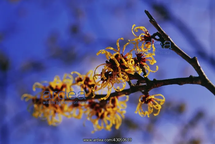 : Witch Hazel : Witch Hazel