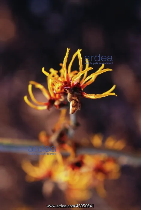 : Witch Hazel : Witch Hazel