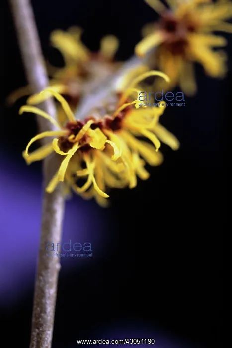 : Witch Hazel : Witch Hazel