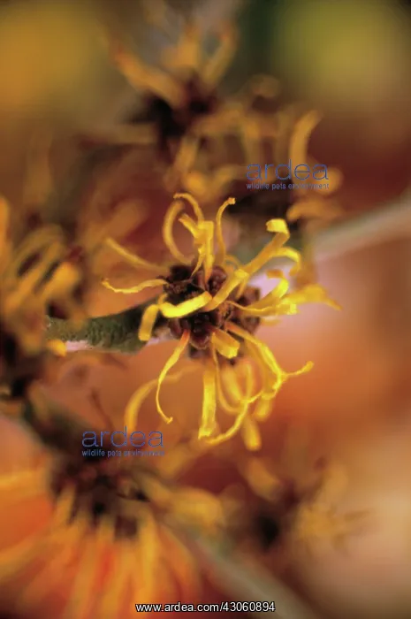 : Witch Hazel : Witch Hazel