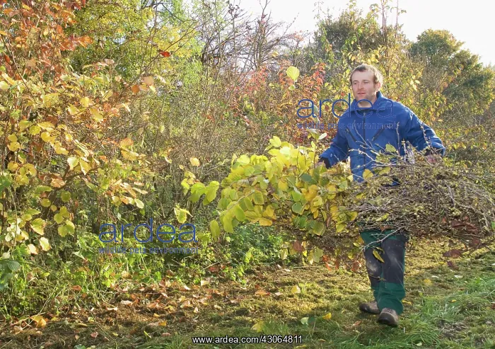 : Witch Hazel : Witch Hazel