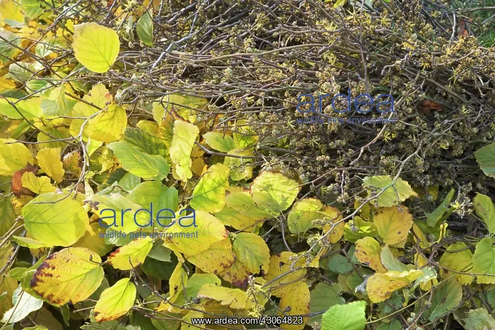 : Witch Hazel : Witch Hazel