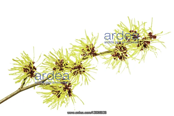 : Witch Hazel : Witch Hazel