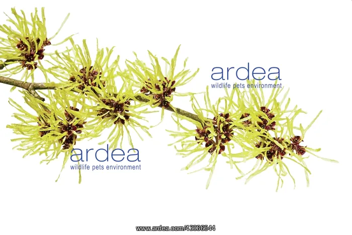 : Witch Hazel : Witch Hazel