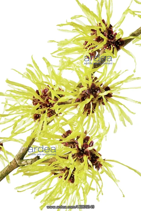 : Witch Hazel : Witch Hazel