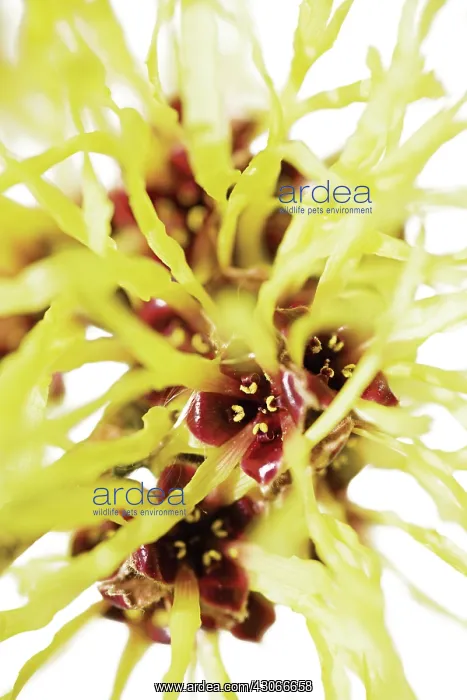 : Witch Hazel : Witch Hazel
