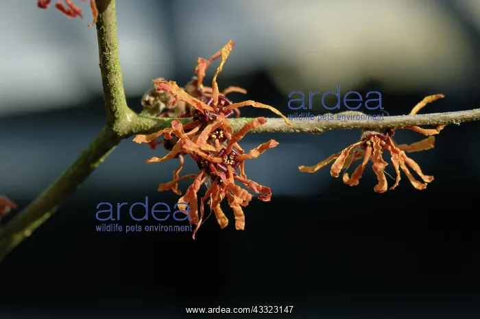 : Witch hazel : Witch hazel