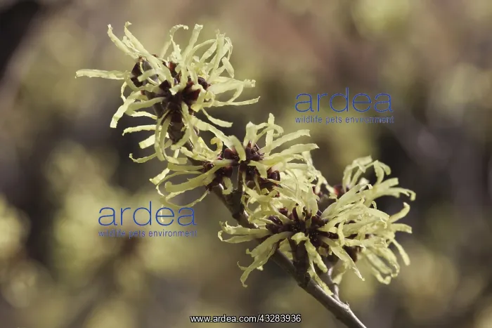 : Witch hazel, Hamamelis intermedia Sunburst, Yellow : Witch hazel, Hamamelis intermedia Sunburst, Yellow