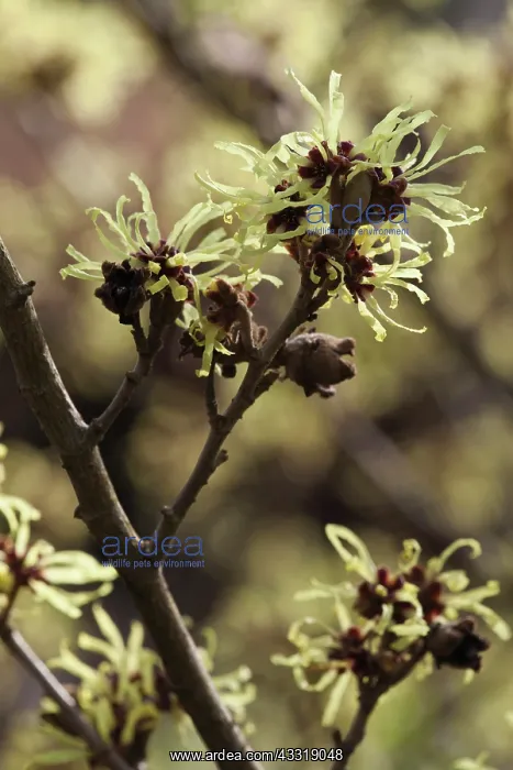 : Witch hazel, Hamamelis intermedia Sunburst, Yellow : Witch hazel, Hamamelis intermedia Sunburst, Yellow