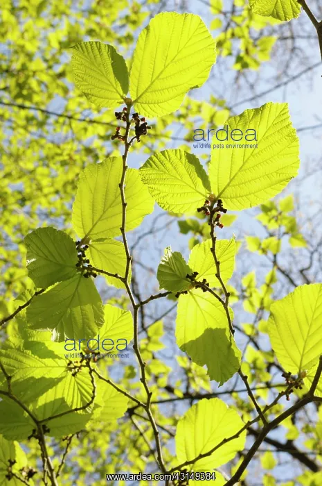 : Witch hazel, Hamamelis mollis, Backlit veiw of leaves growin : Witch hazel, Hamamelis mollis, Backlit veiw of leaves growin