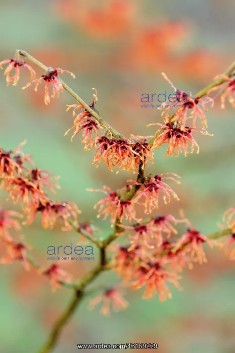 : Witch hazel, Hamamelis x intermedia magic fire : Witch hazel, Hamamelis x intermedia magic fire