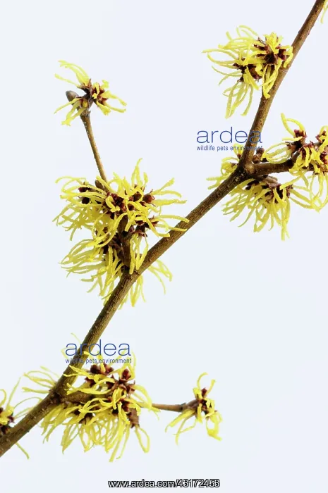 : Witch hazel, Hamamelis x intermedia Pallida, A : Witch hazel, Hamamelis x intermedia Pallida, A
